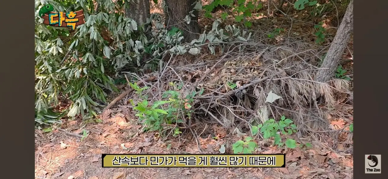 1000027021.jpg 포텐간 갈색여치 주 먹이가된 캣맘사료 ㄷㄷ