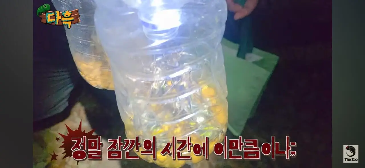 1000027053.jpg 포텐간 갈색여치 주 먹이가된 캣맘사료 ㄷㄷ