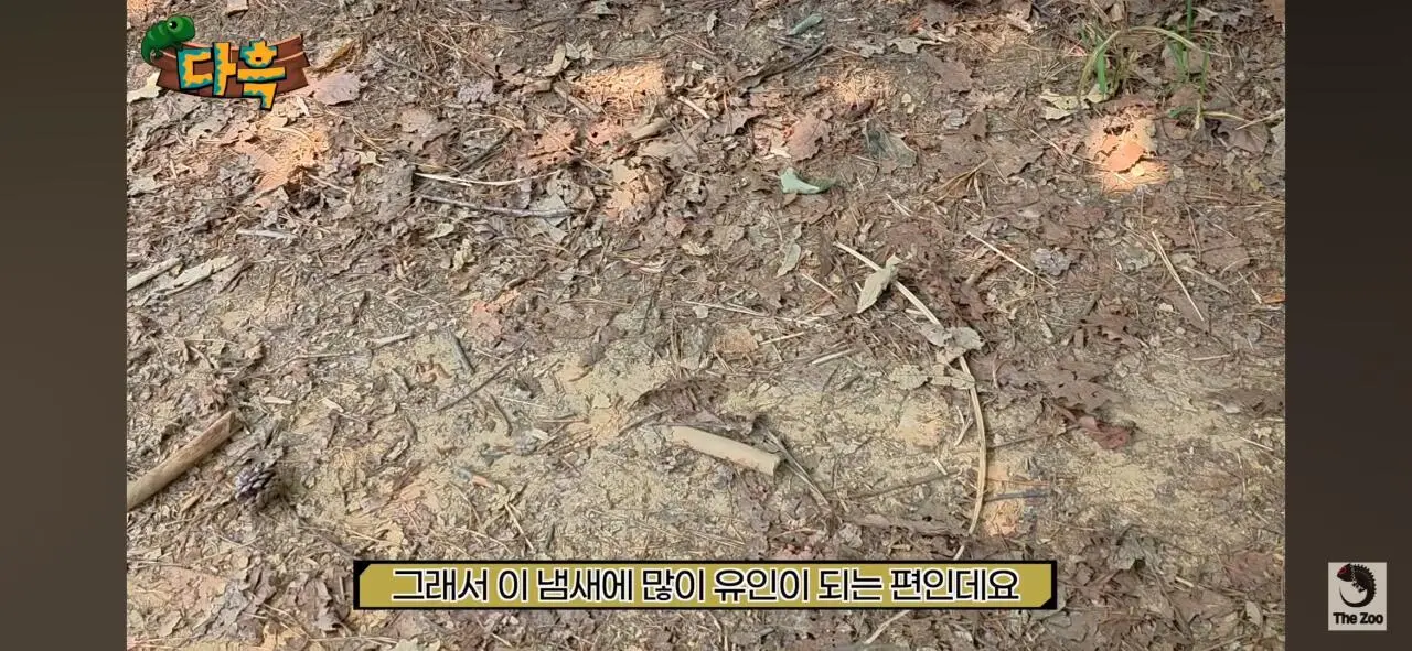 1000027037.jpg 포텐간 갈색여치 주 먹이가된 캣맘사료 ㄷㄷ