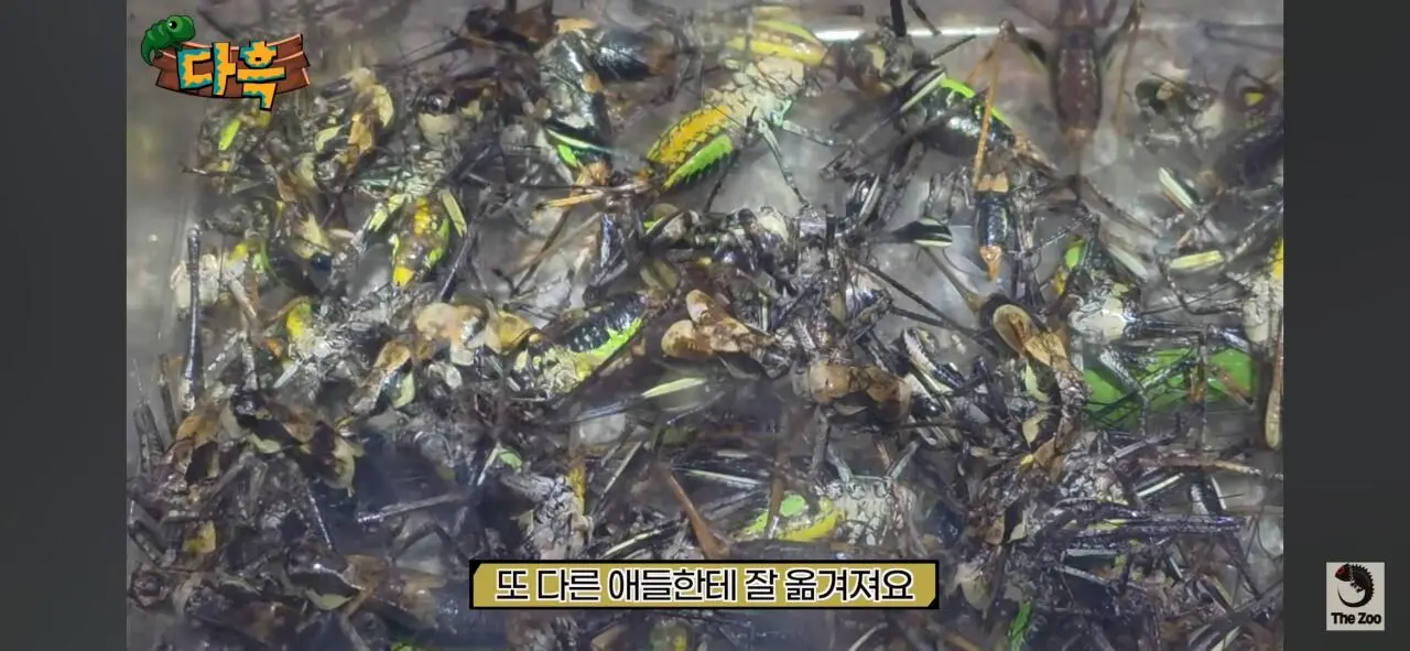 1000027055.jpg 포텐간 갈색여치 주 먹이가된 캣맘사료 ㄷㄷ