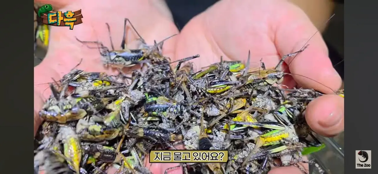 1000027057.jpg 포텐간 갈색여치 주 먹이가된 캣맘사료 ㄷㄷ