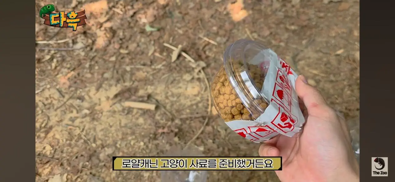 1000027039.jpg 포텐간 갈색여치 주 먹이가된 캣맘사료 ㄷㄷ