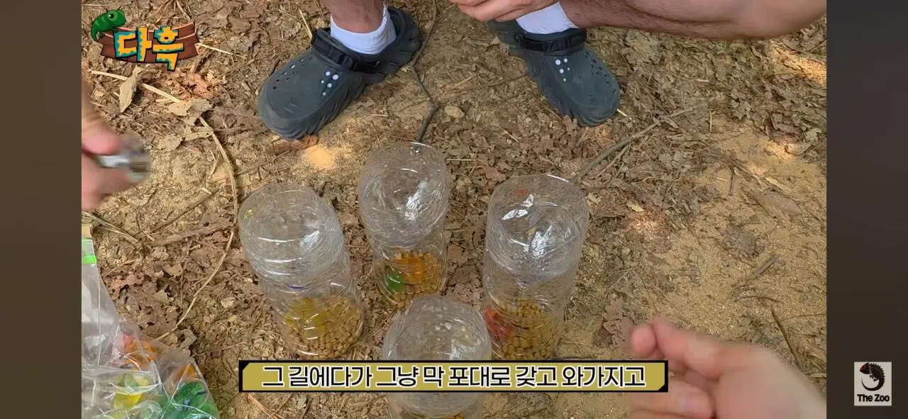 1000027041.jpg 포텐간 갈색여치 주 먹이가된 캣맘사료 ㄷㄷ