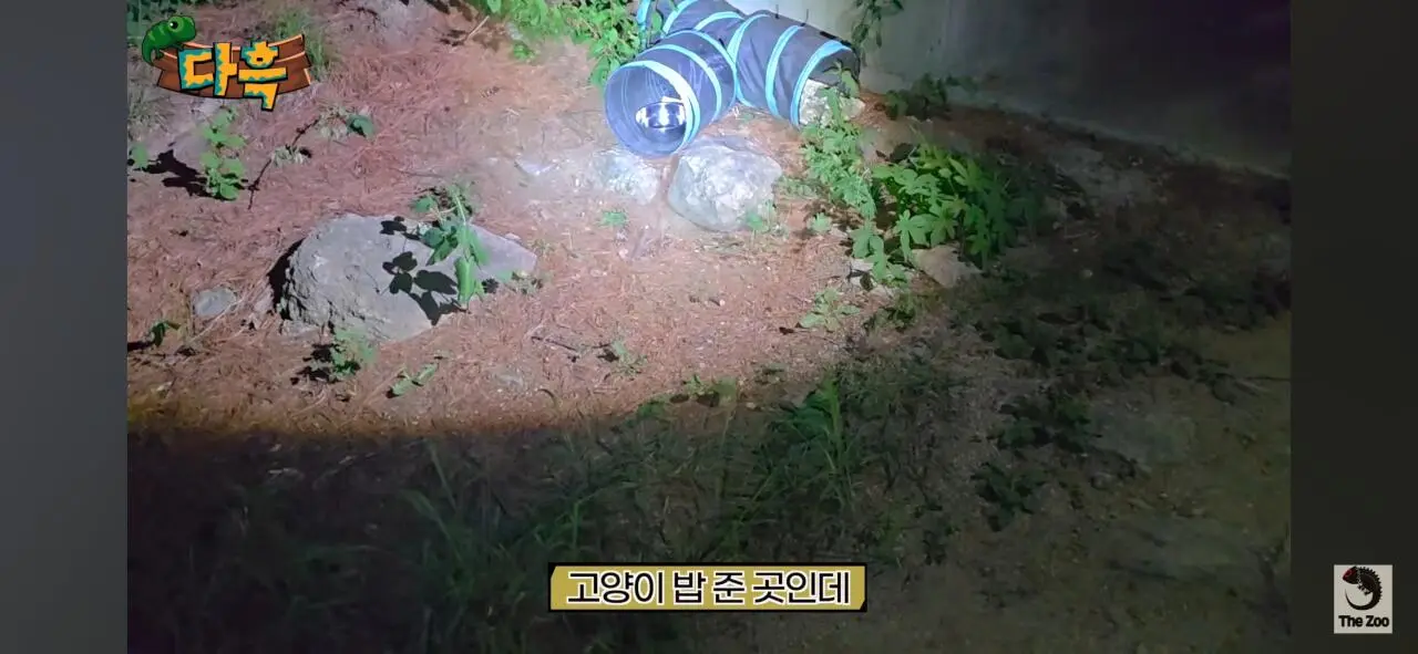 1000027059.jpg 포텐간 갈색여치 주 먹이가된 캣맘사료 ㄷㄷ