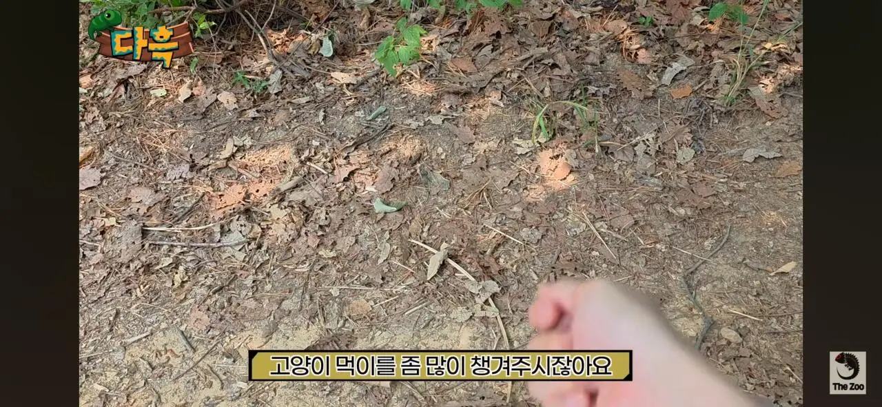 1000027031.jpg 포텐간 갈색여치 주 먹이가된 캣맘사료 ㄷㄷ