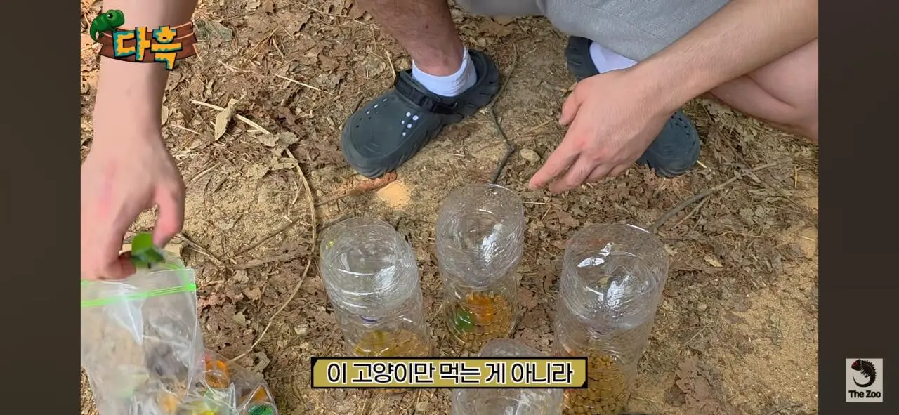 1000027047.jpg 포텐간 갈색여치 주 먹이가된 캣맘사료 ㄷㄷ