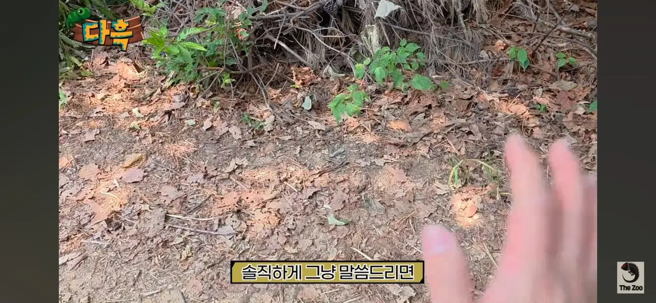 1000027025.jpg 포텐간 갈색여치 주 먹이가된 캣맘사료 ㄷㄷ