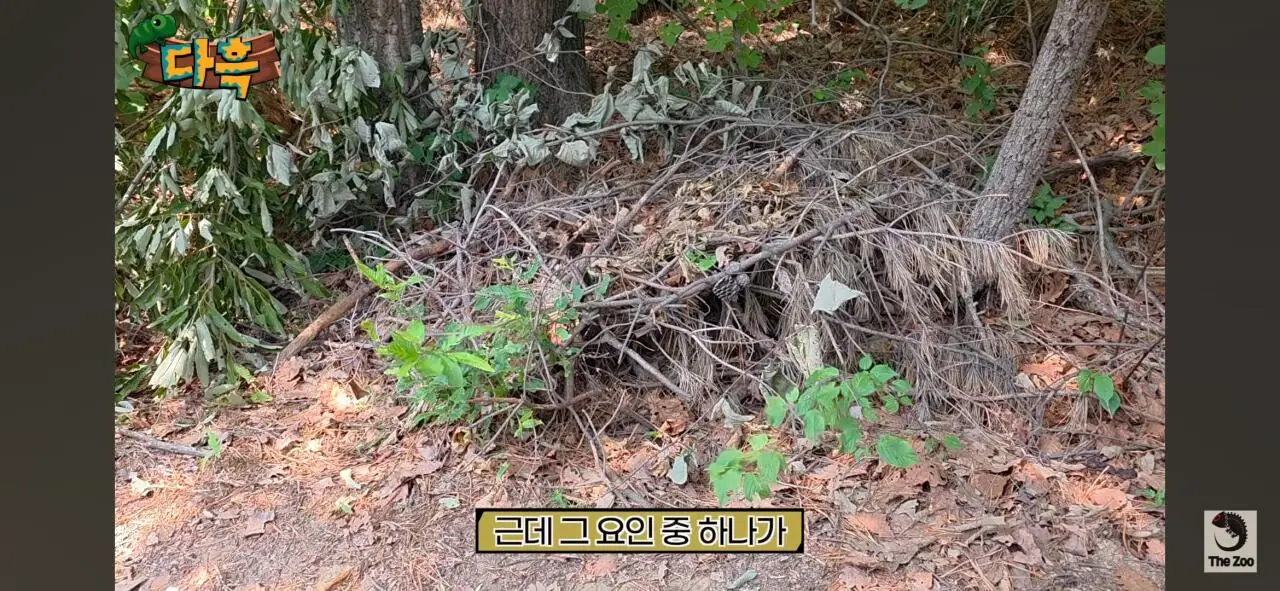 1000027023.jpg 포텐간 갈색여치 주 먹이가된 캣맘사료 ㄷㄷ