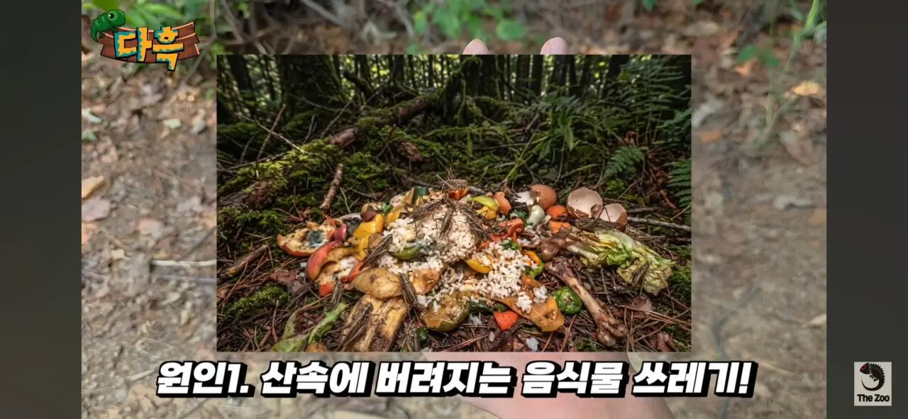 1000027027.jpg 포텐간 갈색여치 주 먹이가된 캣맘사료 ㄷㄷ