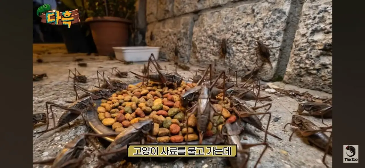 1000027035.jpg 포텐간 갈색여치 주 먹이가된 캣맘사료 ㄷㄷ