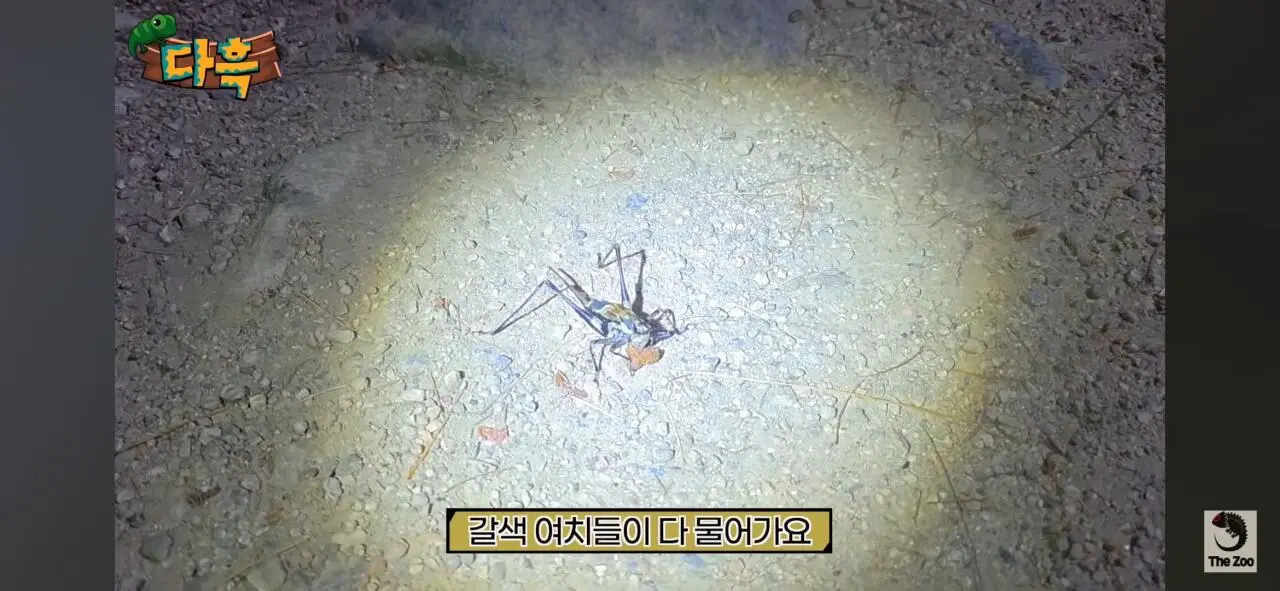1000027061.jpg 포텐간 갈색여치 주 먹이가된 캣맘사료 ㄷㄷ