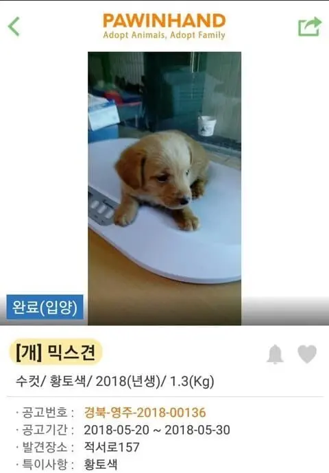 (기분좋아짐주의) 댕댕이들 입양 전후 사진.jpg