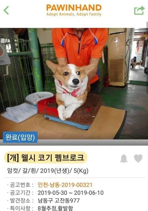 (기분좋아짐주의) 댕댕이들 입양 전후 사진.jpg