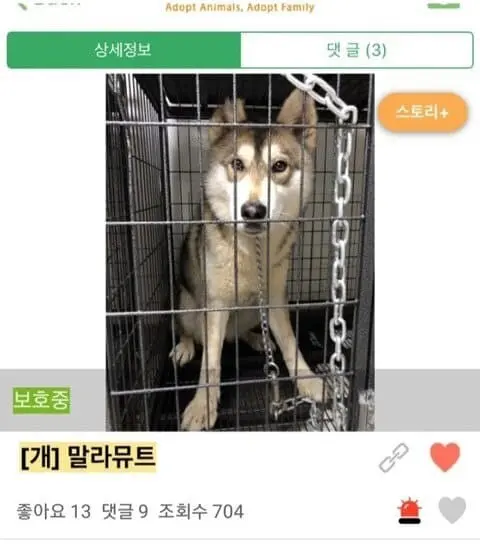 (기분좋아짐주의) 댕댕이들 입양 전후 사진.jpg