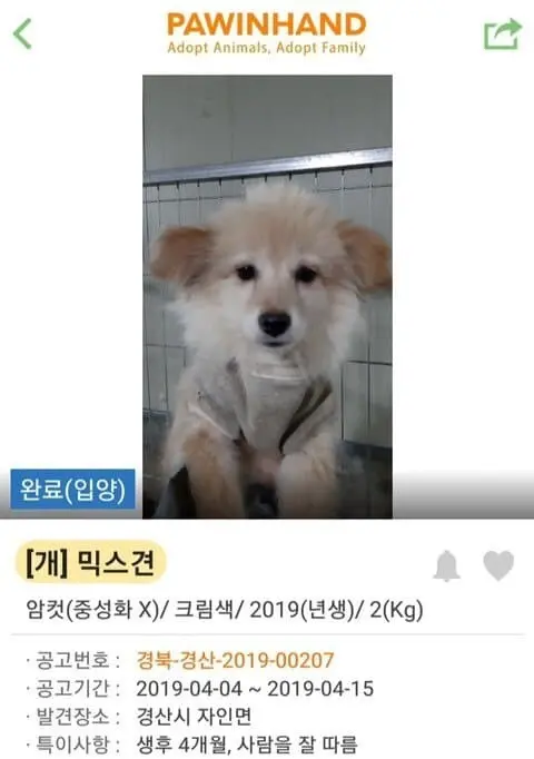 (기분좋아짐주의) 댕댕이들 입양 전후 사진.jpg