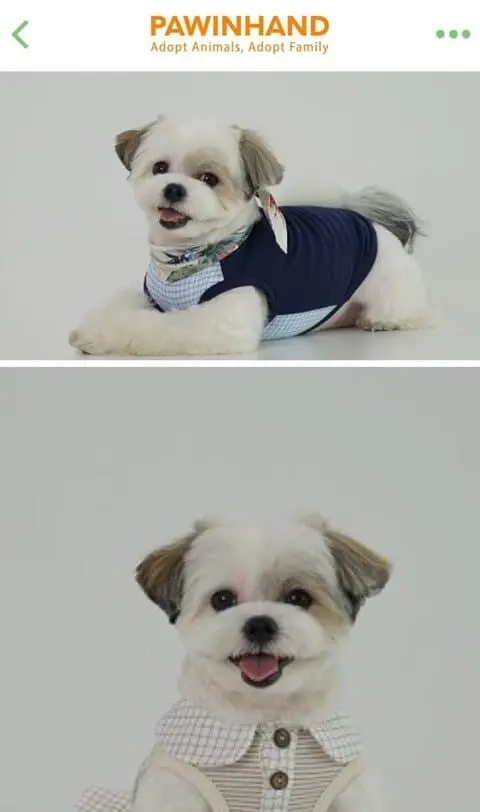(기분좋아짐주의) 댕댕이들 입양 전후 사진.jpg