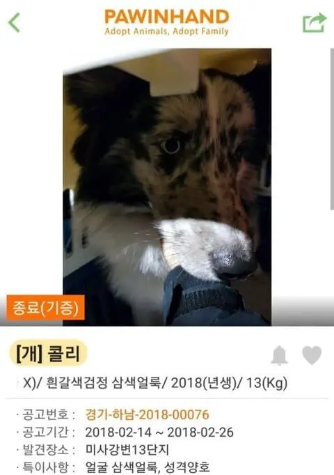 (기분좋아짐주의) 댕댕이들 입양 전후 사진.jpg