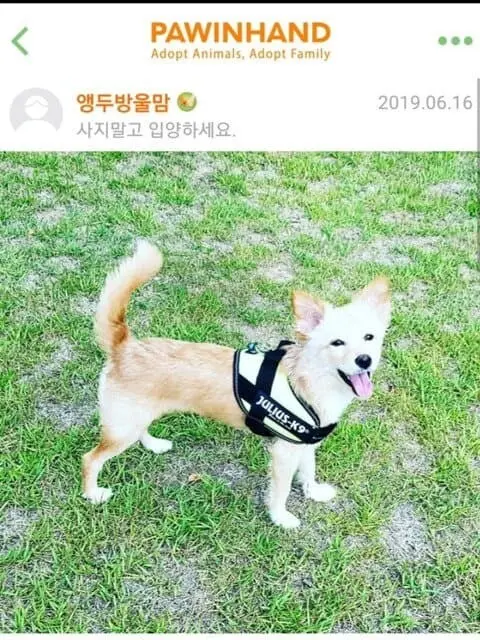 (기분좋아짐주의) 댕댕이들 입양 전후 사진.jpg