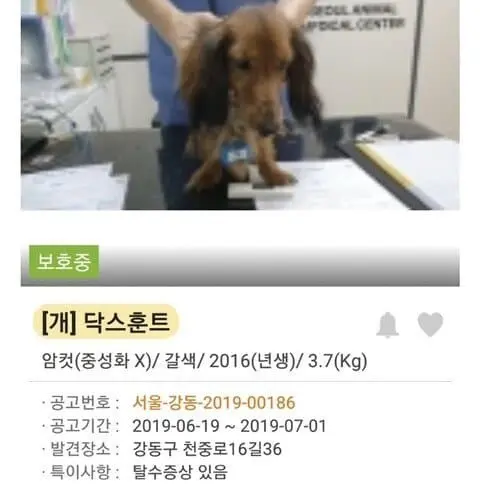 (기분좋아짐주의) 댕댕이들 입양 전후 사진.jpg