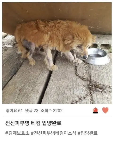 (기분좋아짐주의) 댕댕이들 입양 전후 사진.jpg
