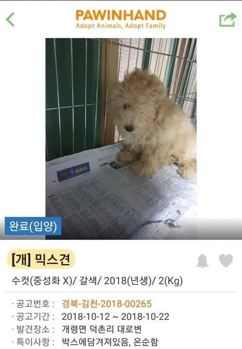 (기분좋아짐주의) 댕댕이들 입양 전후 사진.jpg