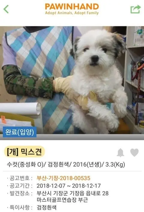 (기분좋아짐주의) 댕댕이들 입양 전후 사진.jpg