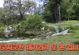 여름만 되면 물고기 디펜스하는 유튜버