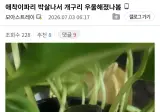 애착 이파리 박살나서 우울해진 개구리.jpg