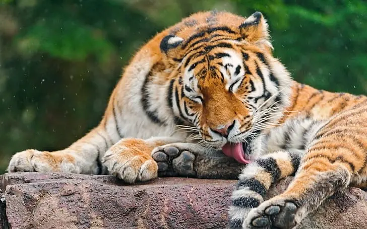 animals-licking-tigers-wallpaper-preview.jpg