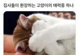 집사들이 환장하는 고양이의 매력 중 하나