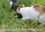 엄마냥이한테 육아법을 잘못배운 고양이