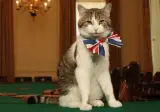 영국의 고양이 보좌관 래리 근황