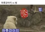 하룻강아지 범 무서운줄 모른다