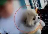"우리 개는 안 물어" 달려든 개 항의하자…들이밀며 물어 물어 위협