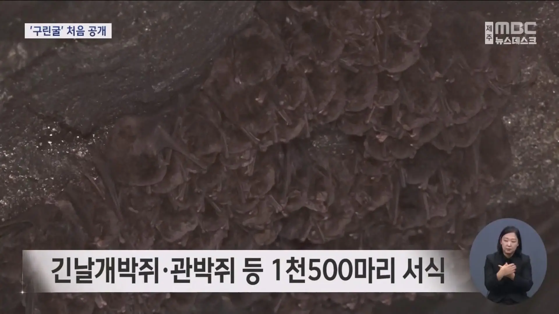 한라산 해발 700m 용암동굴 '구린굴' 첫 공개.mp4_20251120_232220.823.jpg