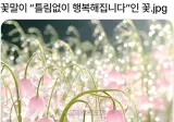 꽃말이 "틀림없이 행복해집니다."인 꽃.jpg