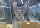 아비시니안(블루) 아깽이 사진