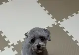 저희 강아지가 중성화 수술 후에 너무 이상해졌어요 ㅠ