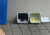 사무실 고양이들