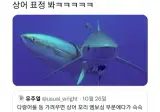 상어 사실 ㅈ밥임