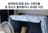 엄마한테 집에 있는 고양이들 잘 있냐고 물어봤더니 보내준 사진