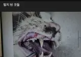 혐주의)_길고양이가 구내염이 심해 전발치 후 방사해버린 캣맘