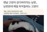 고양이 갖다버리자는 남편한테 하악질하는 고양이