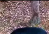 곰한테 쫓길때 절대 나무 위로 가면 안되는 이유) AI X
