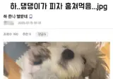 강아지가 피자 훔쳐먹었다;;
