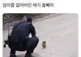 엄마를 잃어버린 애기 올빼미