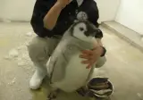 동물) 새끼 펭귄 실제 크기!