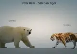 곰 vs 호랑이 크기 비교