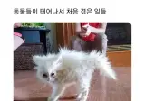 동물들의 첫경험 모음