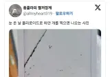 눈 온 날 폴라로이드로 찍은 하얀 개.jpg